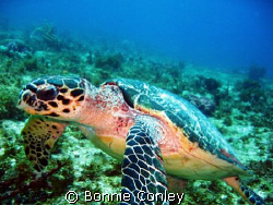 Turtle seen at Cancun May 2008.  He was very photogenic. ... by Bonnie Conley 